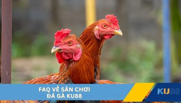 FAQ về sân chơi đá gà KU88